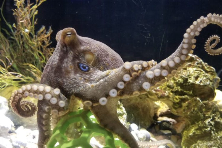 CCAOctopus