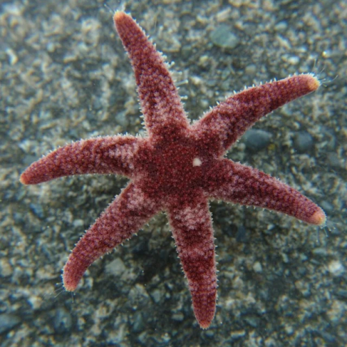 Red six armed seastar in the water.